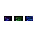 Led Star Multi EFX5